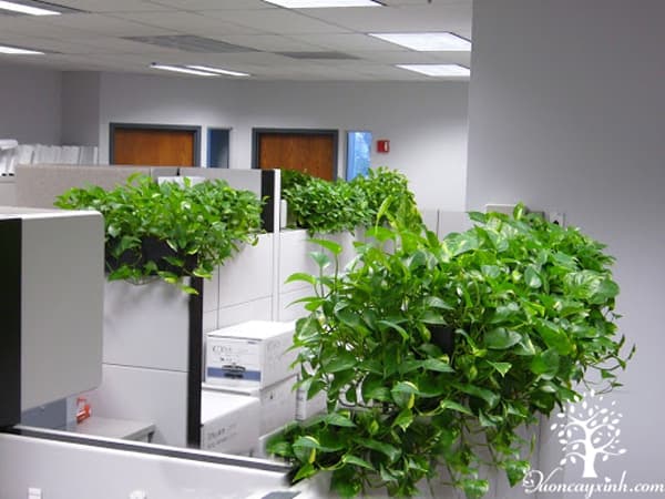 Cây vạn niên thanh để bàn - Vườn cây xinh