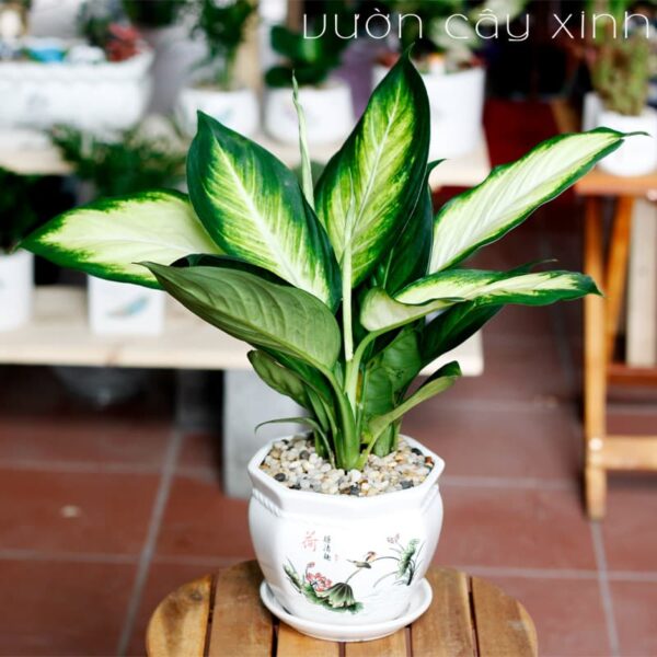 Vạn niên thanh để bàn - Quà 20/11