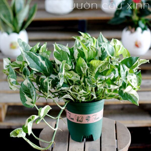 Vạn niên thanh để bàn - (Cây trầu bà sữa) Quà 20/11
