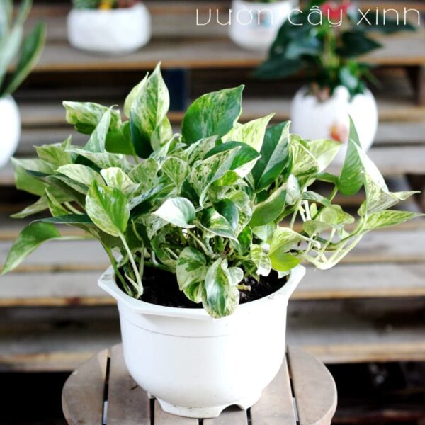 Vạn niên thanh để bàn - (Cây trầu bà sữa) Quà 20/11