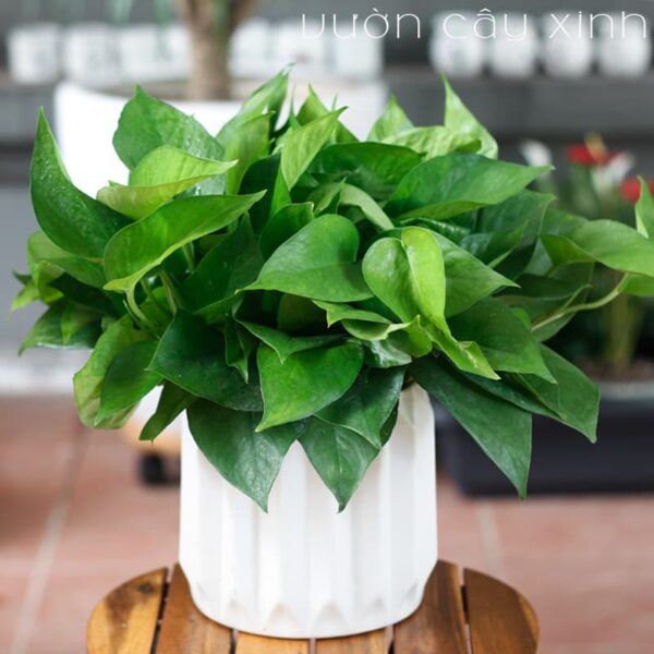 Vạn niên thanh để bàn - Quà 20/11