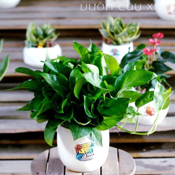 Vạn niên thanh để bàn - Quà 20/11