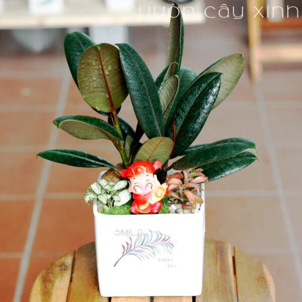 Cây đa búp đỏ để bàn | Vườn Cây Xinh