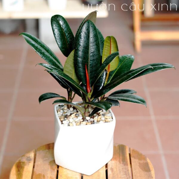 Cây đa búp đỏ để bàn | Vườn Cây Xinh