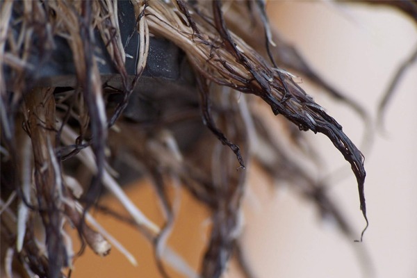 Kim tiền thủy sinh