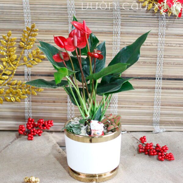 cây hồng môn để bàn - Vườn Cây Xinh