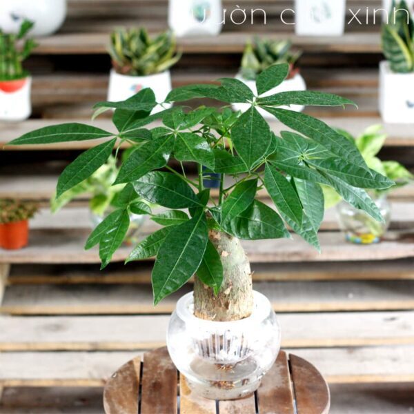 Cây kim ngân thủy sinh để bàn - Cây Phong Thủy để bàn