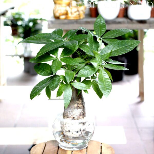 Cây kim ngân thủy sinh để bàn - Cây Phong Thủy để bàn