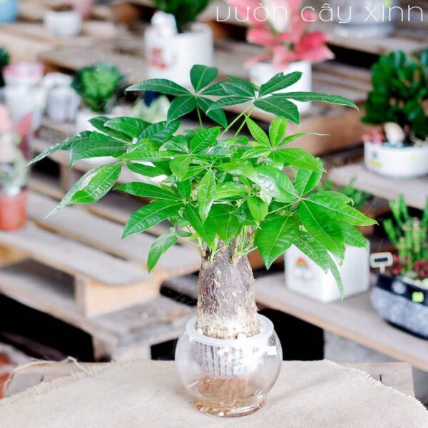 Cây kim ngân thủy sinh để bàn - Vườn cây xinh