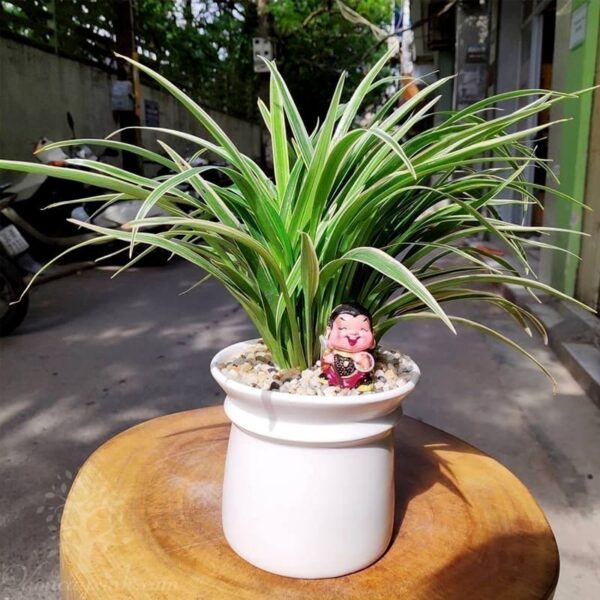 Cây lan chi để bàn (Cỏ lan chi) - Vườn cây xinh
