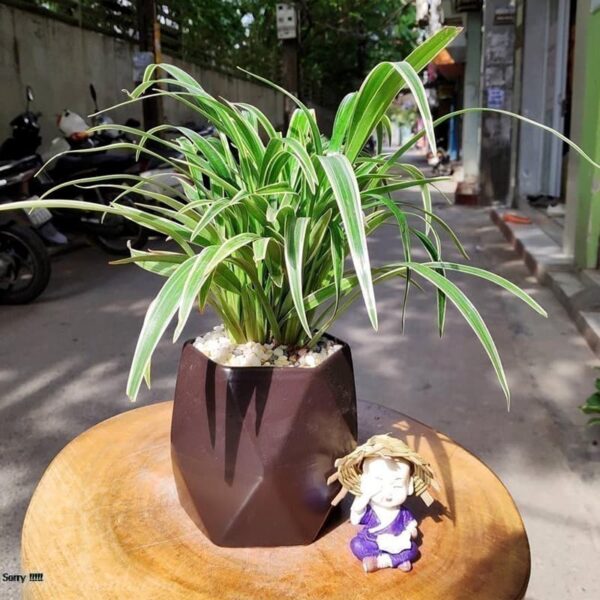 Cây lan chi để bàn (Cỏ lan chi) - Vườn cây xinh