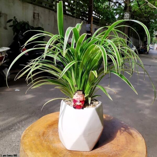 Cây lan chi để bàn (Cỏ lan chi) - Vườn cây xinh