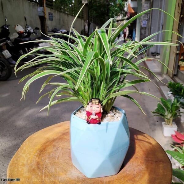 Cây lan chi để bàn (Cỏ lan chi) - Vườn cây xinh