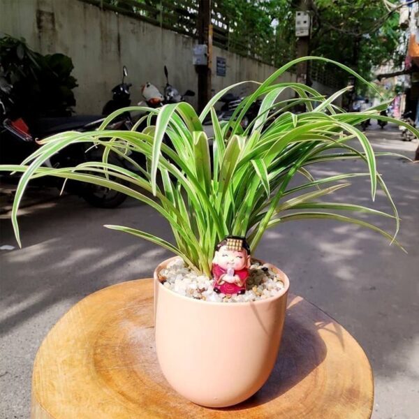Cây lan chi để bàn (Cỏ lan chi) - Vườn cây xinh