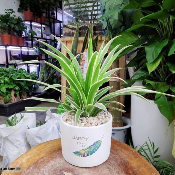 Cây lan chi để bàn (Cỏ lan chi) - Vườn cây xinh