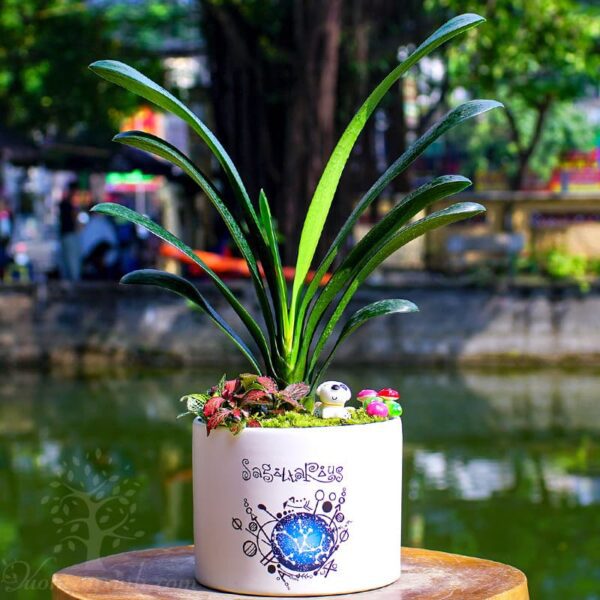 Cây lan quân tử để bàn - Vườn cây xinh