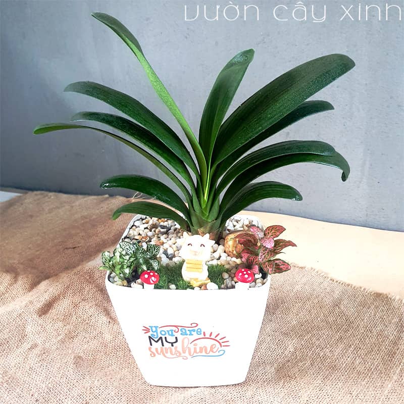 Lan quân tử để bàn | Quà tặng đồng nghiệp