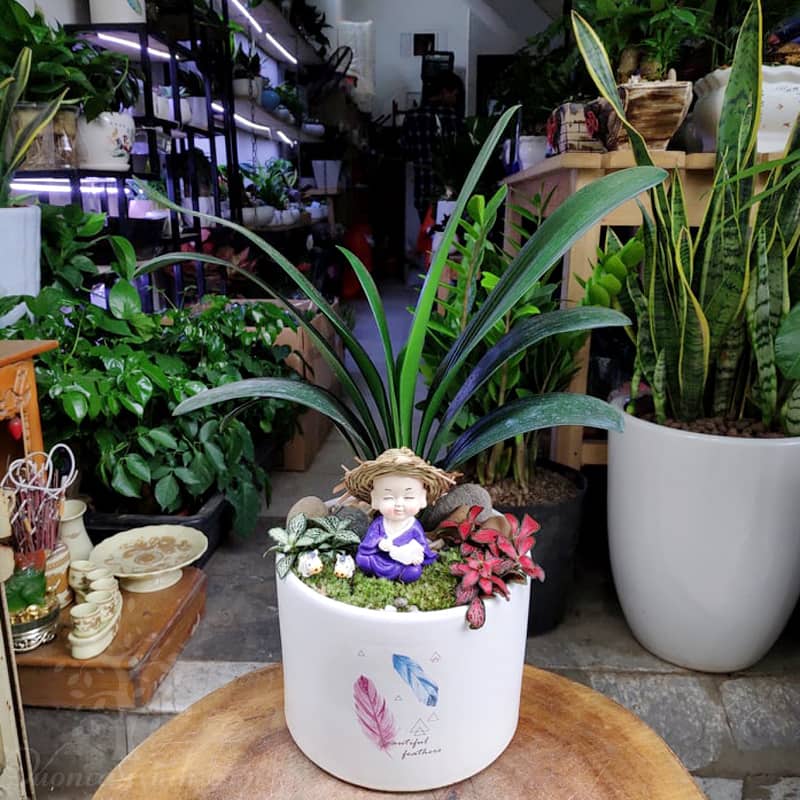 lan-quan-tu-300(1) Cây lan quân tử để bàn - Vườn cây xinh