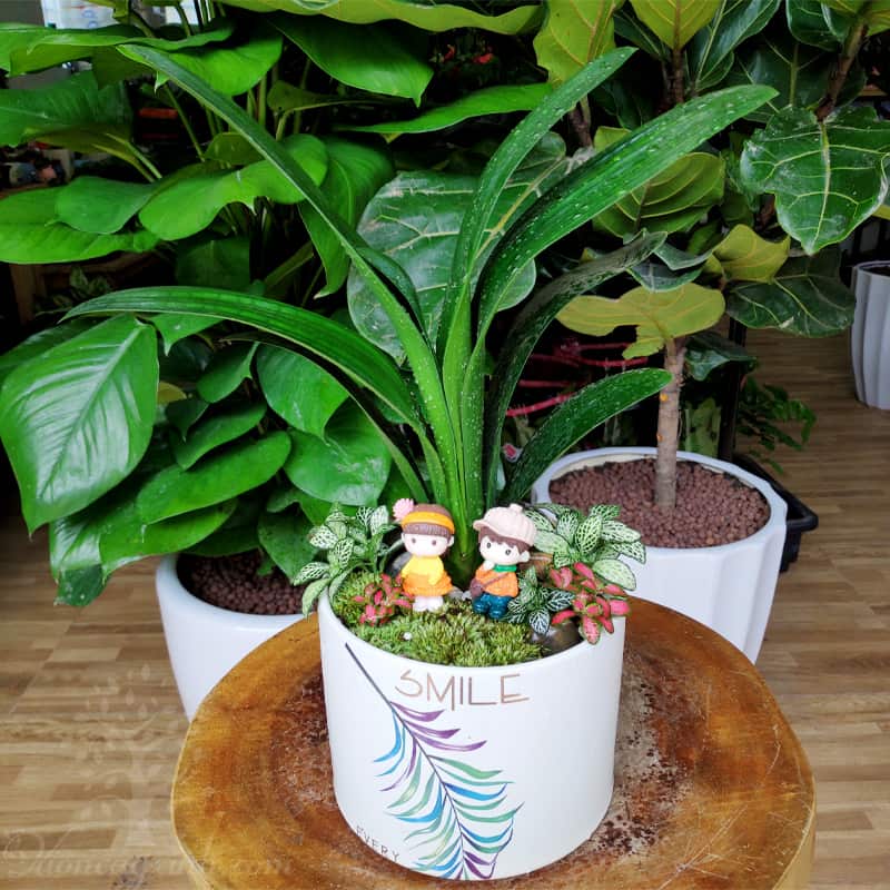 lan-quan-tu-300(2) Cây lan quân tử để bàn - Vườn cây xinh