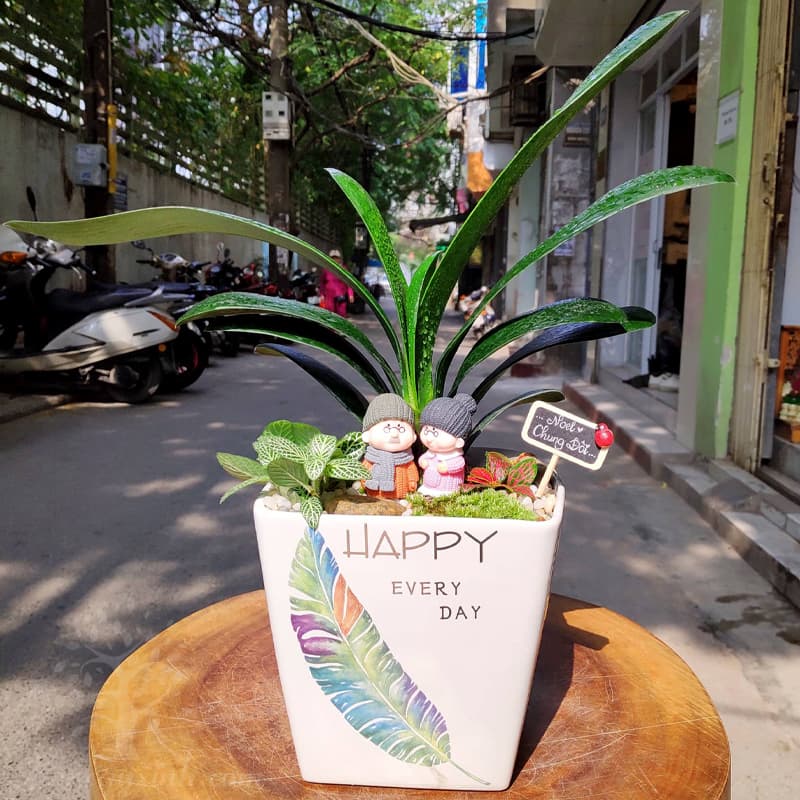 lan-quan-tu-300(3) Cây lan quân tử để bàn - Vườn cây xinh