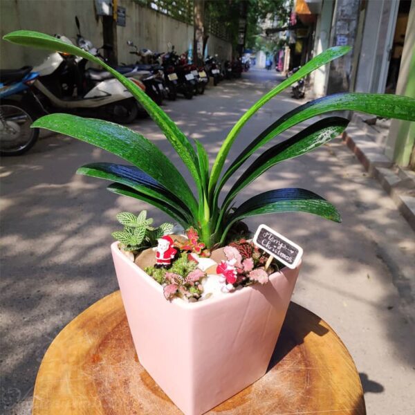 Cây lan quân tử để bàn - Vườn cây xinh