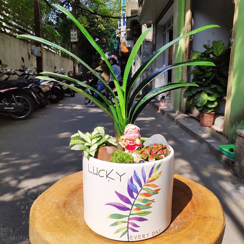 Cây lan quân tử để bàn - Vườn cây xinh
