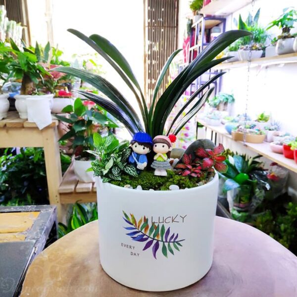 Cây lan quân tử để bàn - Vườn cây xinh