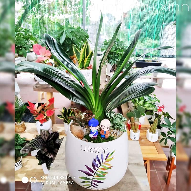 lan-quan-tu-350 Cây lan quân tử để bàn - Vườn cây xinh