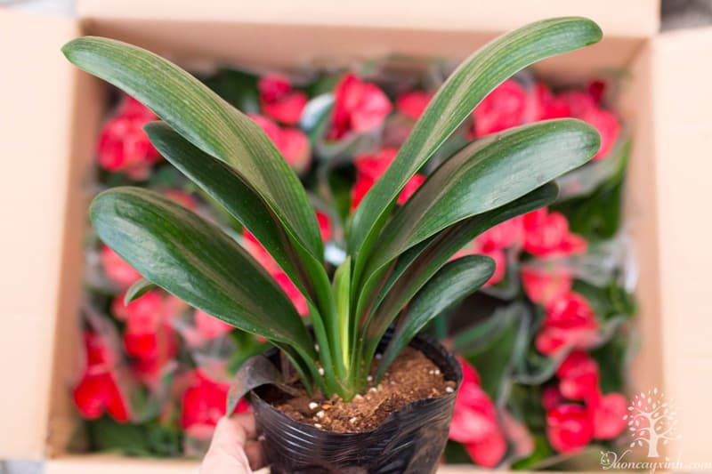 Cây lan quân tử để bàn - Vườn cây xinh