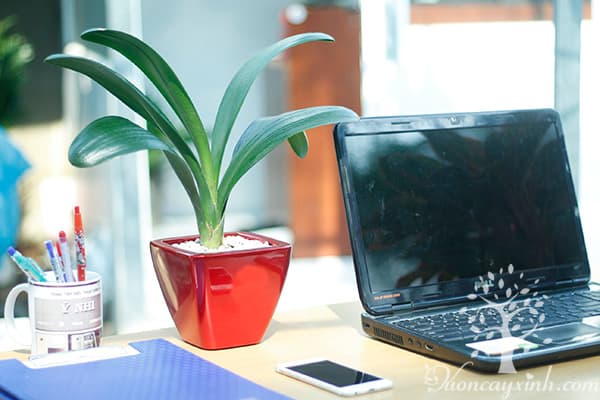 Cây lan quân tử để bàn - Vườn cây xinh