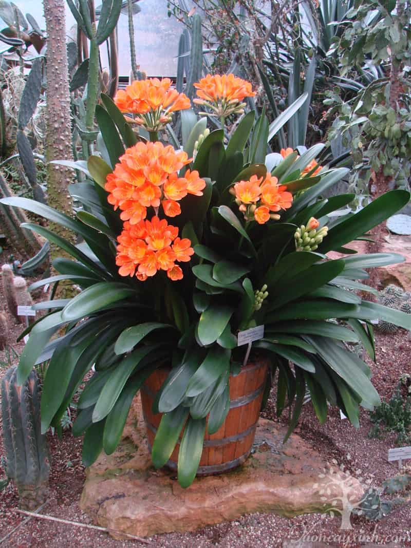 Cây lan quân tử để bàn - Vườn cây xinh