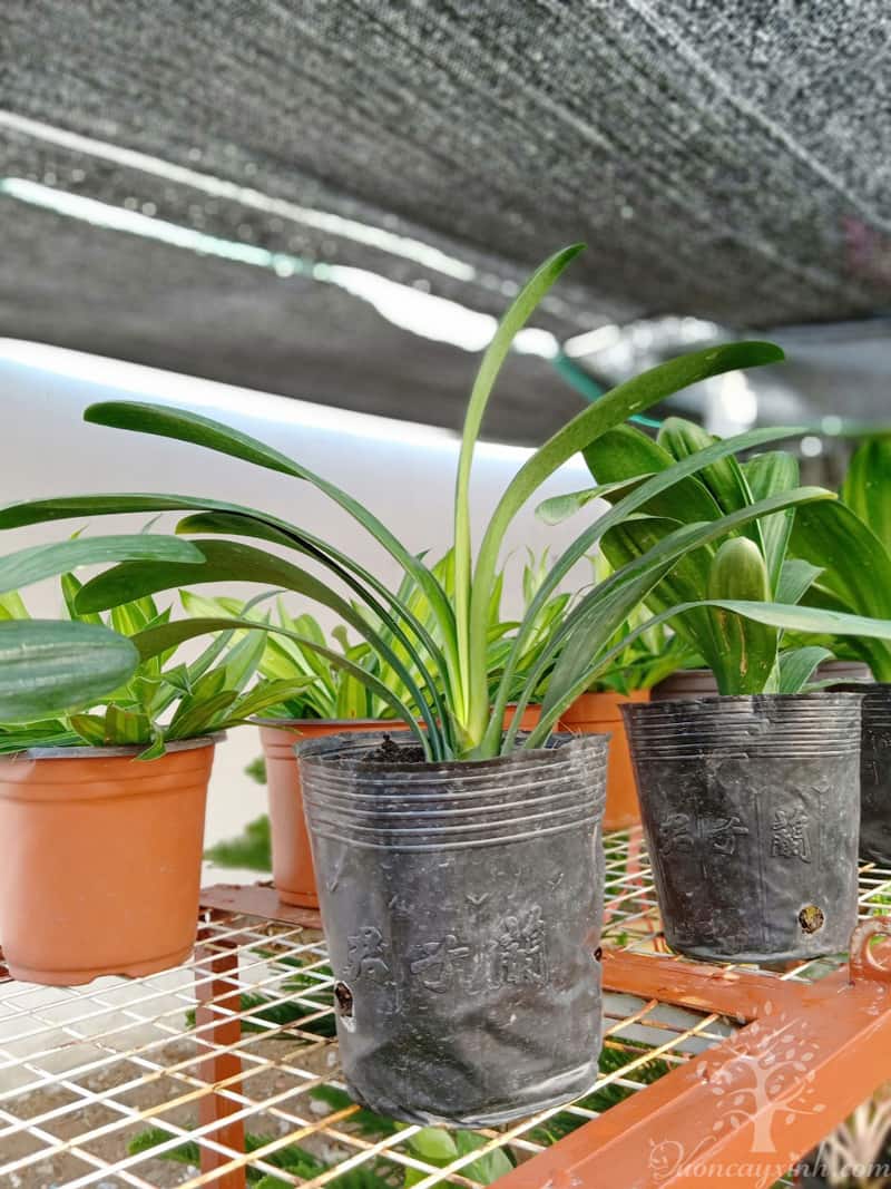 Cây lan quân tử để bàn - Vườn cây xinh