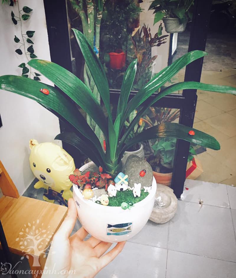 Cây lan quân tử để bàn - Vườn cây xinh