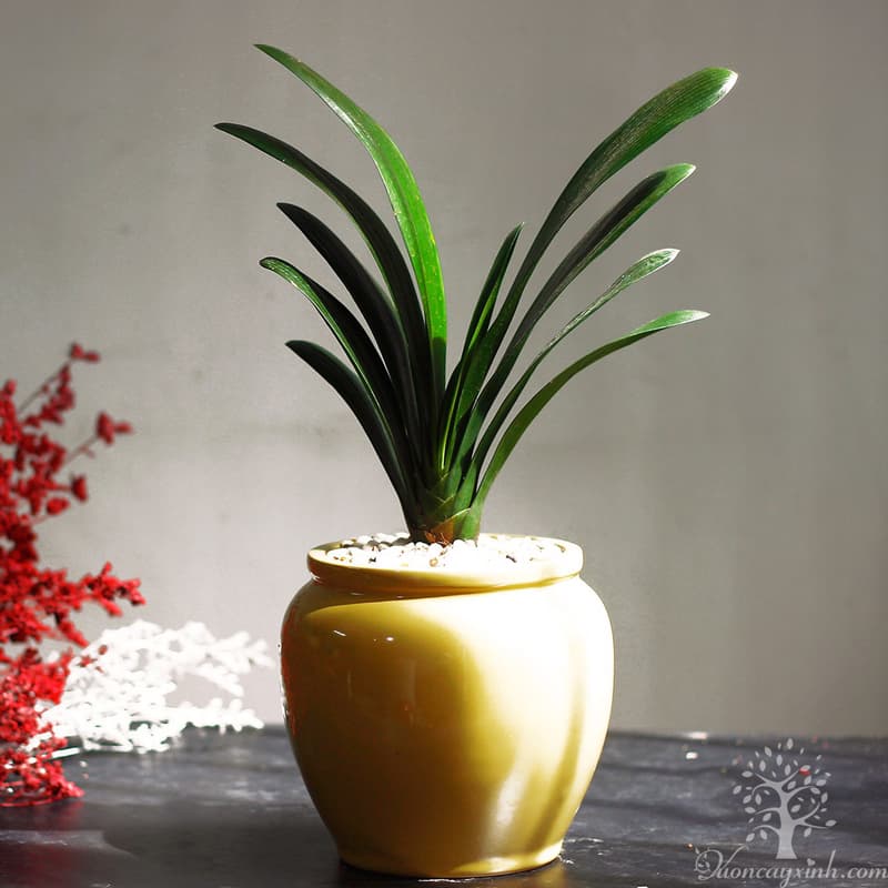 Cây lan quân tử để bàn - Vườn cây xinh