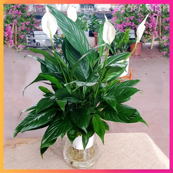 Lan Ý Thủy Sinh | Cây Thủy Sinh Để Bàn