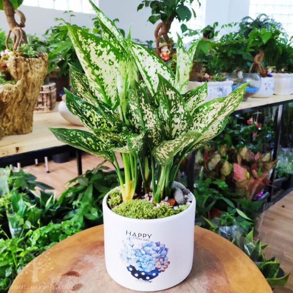 Cây ngọc ngân để bàn - Vườn cây xinh