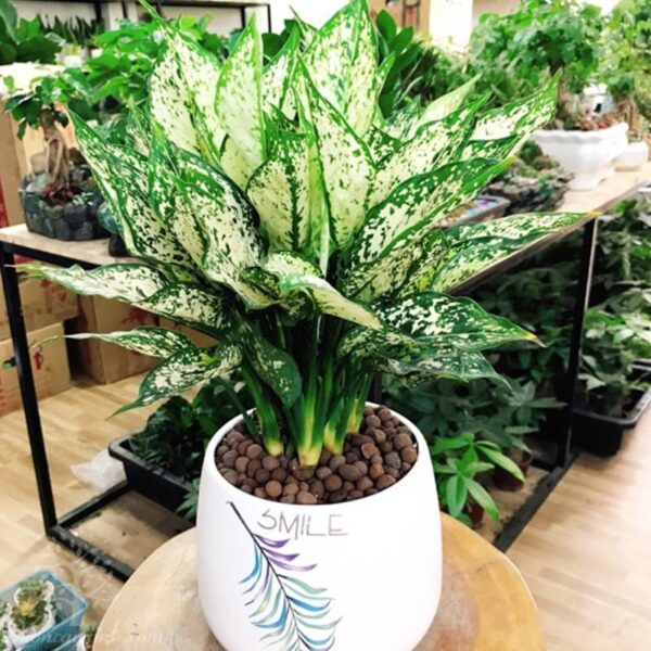 Cây ngọc ngân để bàn - Vườn cây xinh