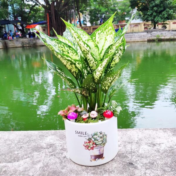 Cây ngọc ngân để bàn - Vườn cây xinh