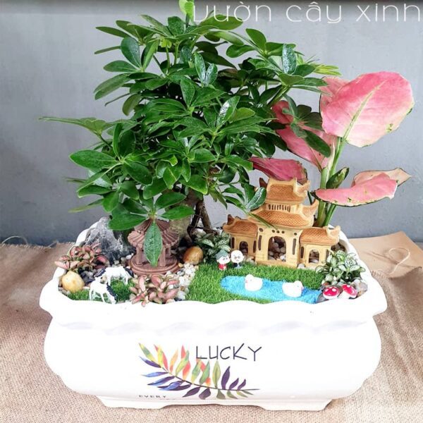 Cây ngũ giá bì để bàn | Quà tặng đối tác