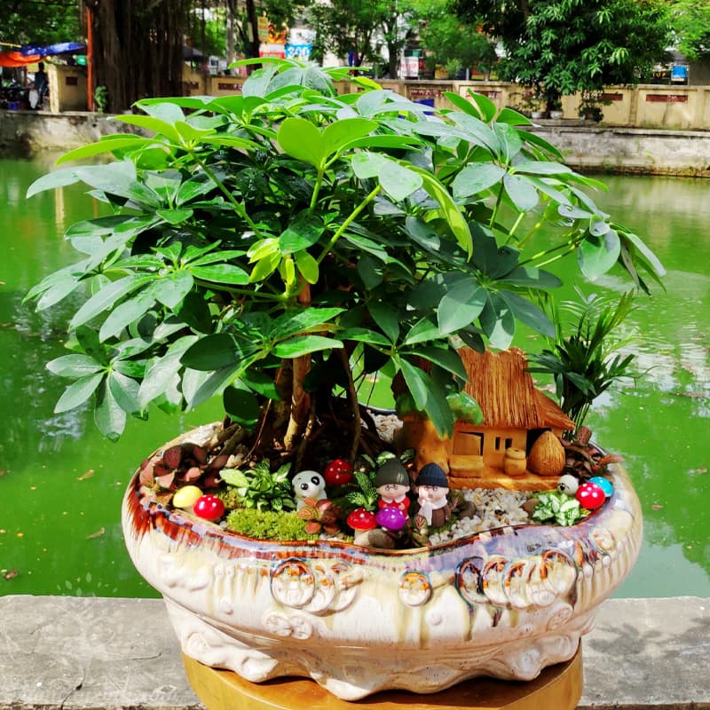 Cây Ngũ Gia Bì để bàn | Cây hợp mệnh Hỏa 1986