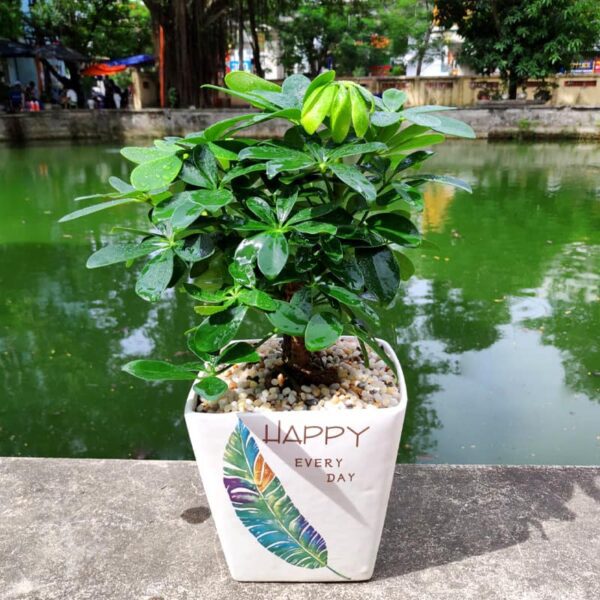 Cây Ngũ Gia Bì để bàn - Vườn cây xinh