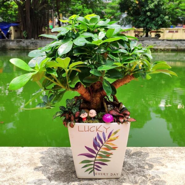 Cây Ngũ Gia Bì để bàn - Vườn cây xinh