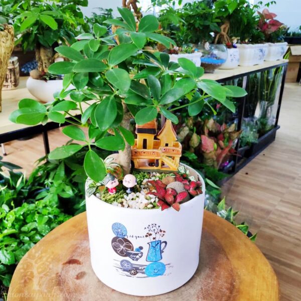 Cây Ngũ Gia Bì để bàn - Vườn cây xinh