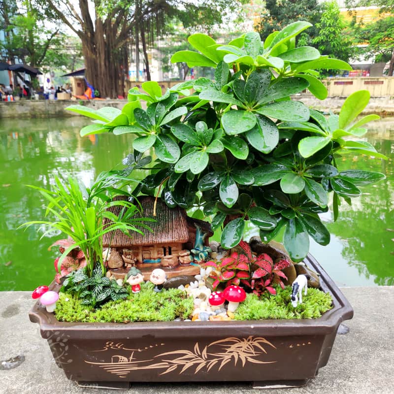 Cây Ngũ Gia Bì để bàn - Cây hợp mệnh Kim 1985 (Cây hợp tuổi Ất Sửu)