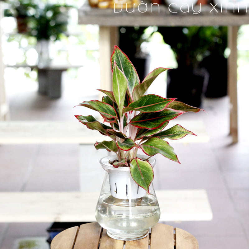 phu-quy-thuy-sinh-12 Cây phú quý thủy sinh để bàn | Cây thủy sinh