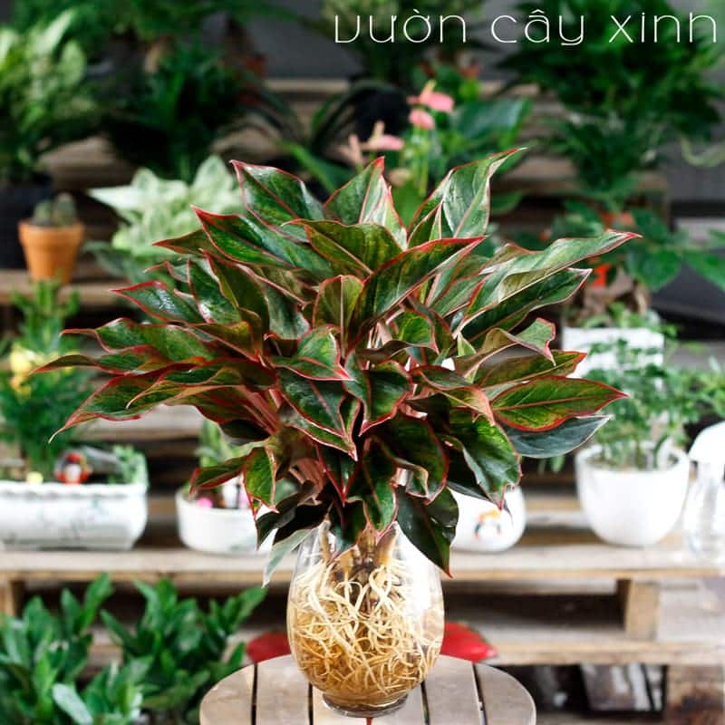 Cây phú quý thủy sinh để bàn | Cây thủy sinh