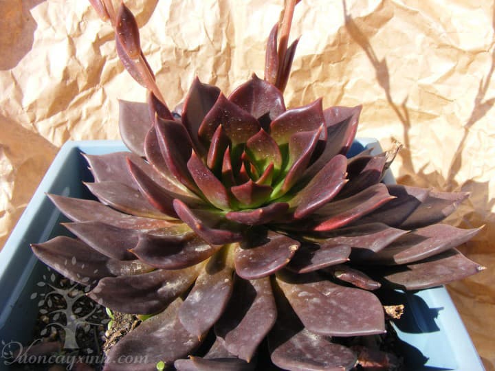 Sen đá nâu (Sen đá socola) - Vườn cây xinh