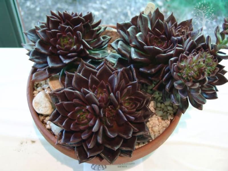 Sen đá nâu (Sen đá socola) - Vườn cây xinh