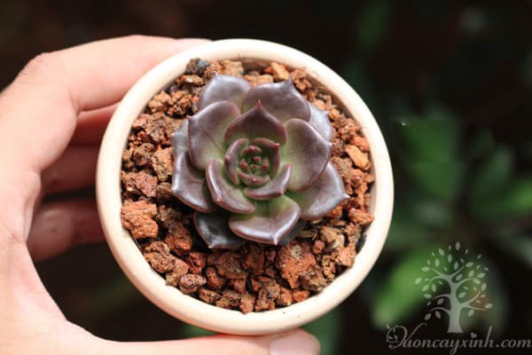 Sen đá nâu (Sen đá socola) - Vườn cây xinh