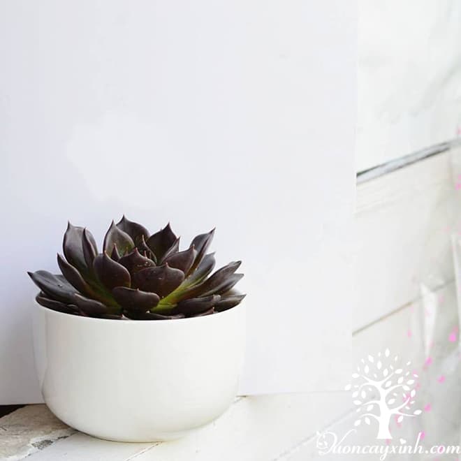 Sen đá nâu (Sen đá socola) - Vườn cây xinh